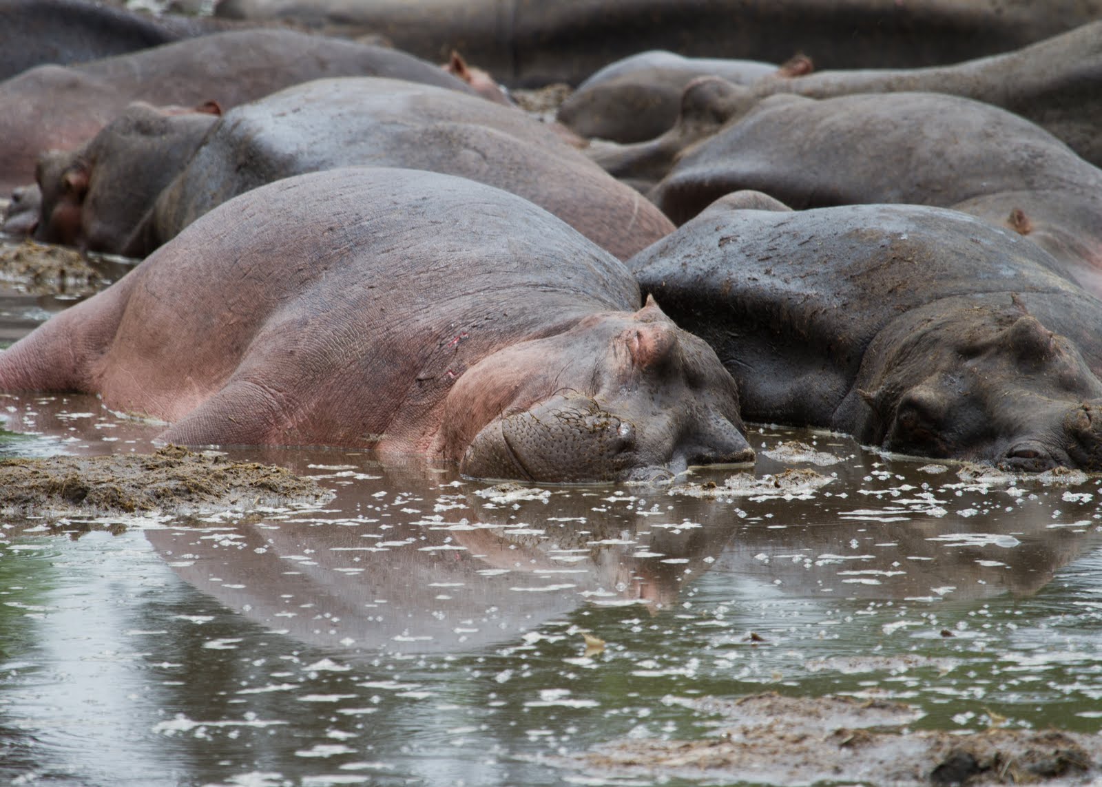 why-the-hippopotamus-is-called-the-river-horse-one-earth